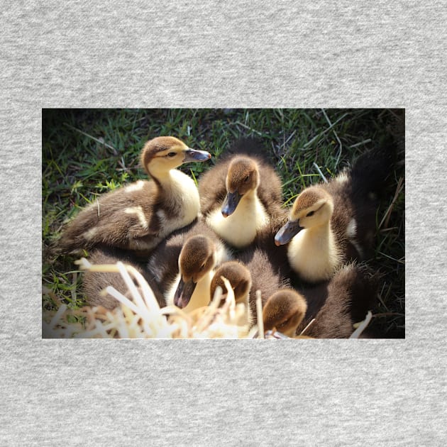 Ducklings by Cynthia48